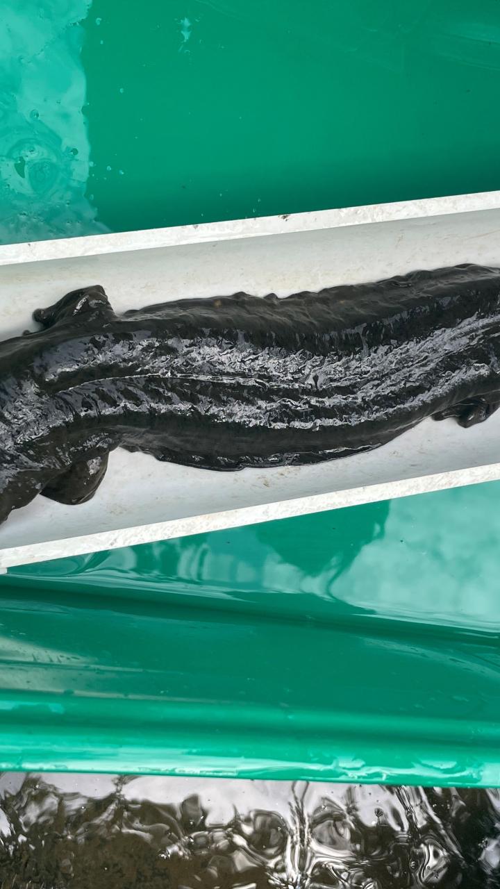 A hellbender in a container being measured