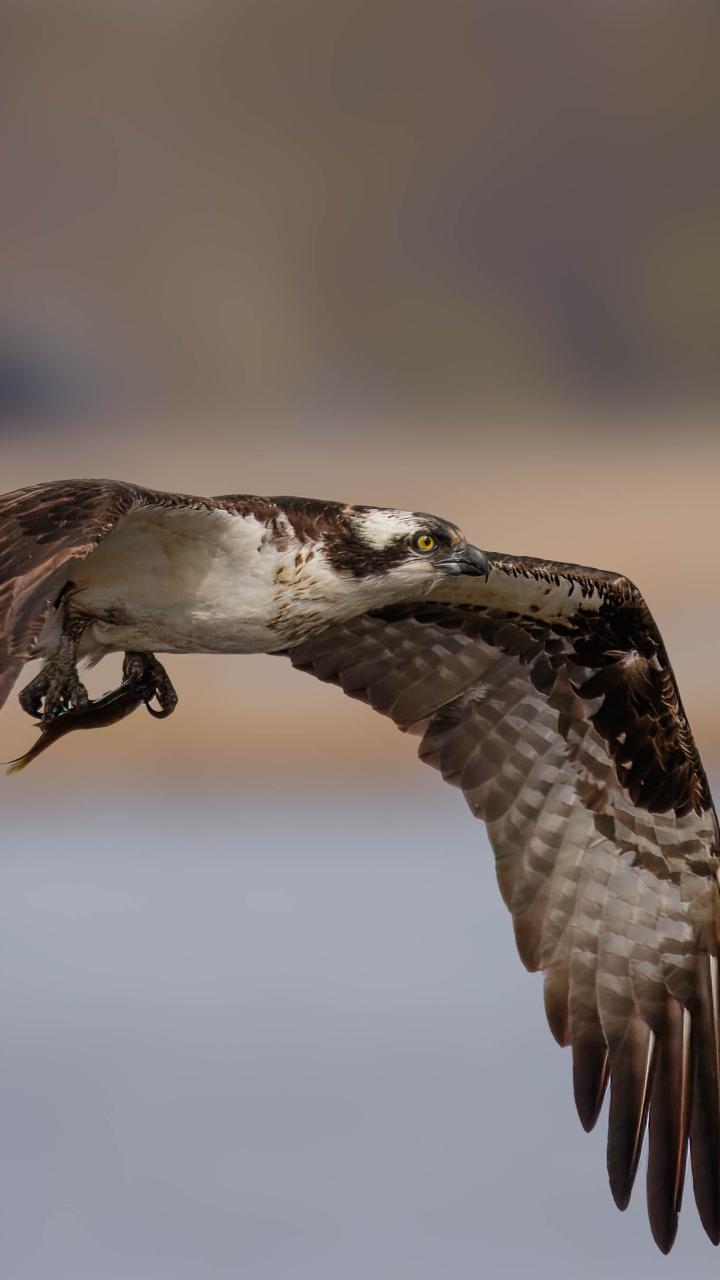 Osprey in flight