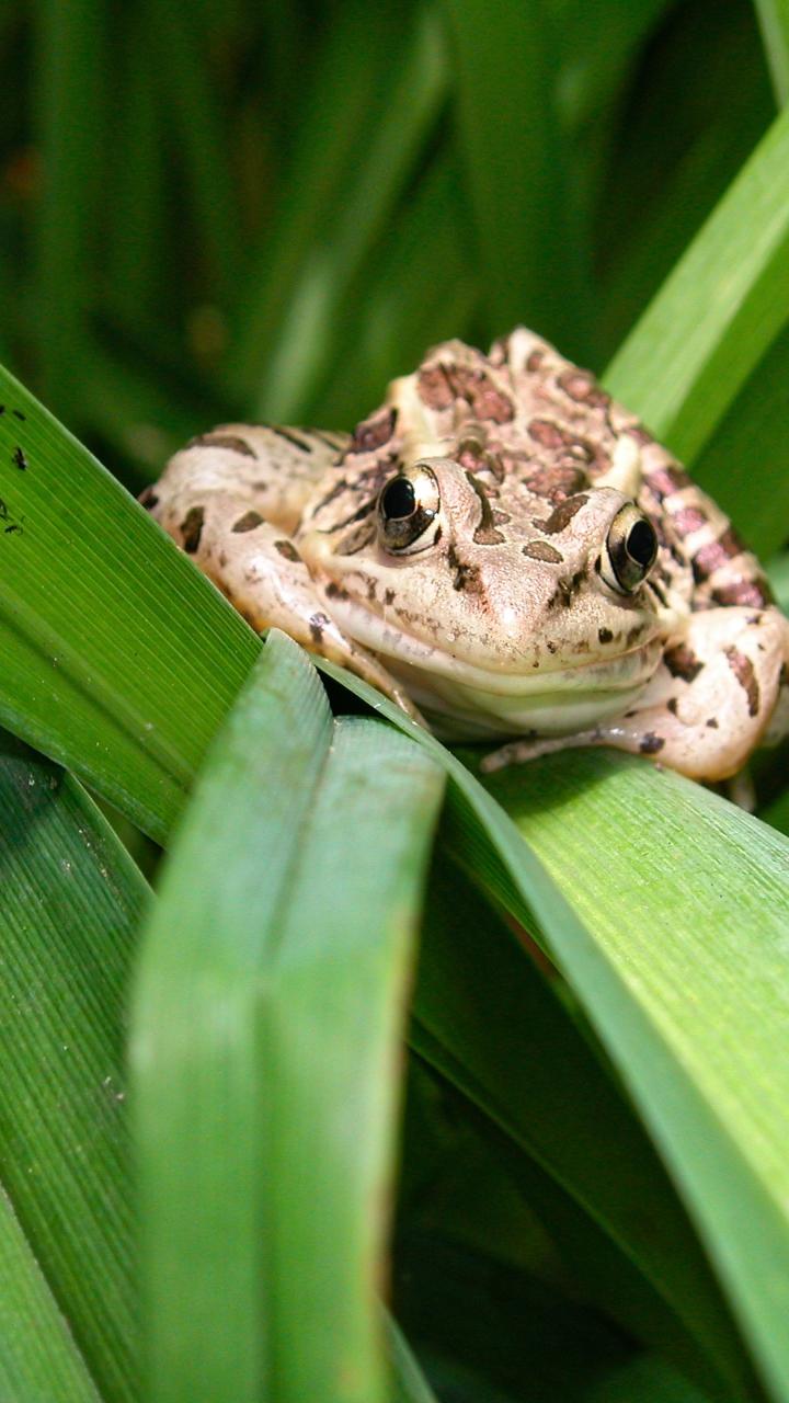 pickerel frog on leaves