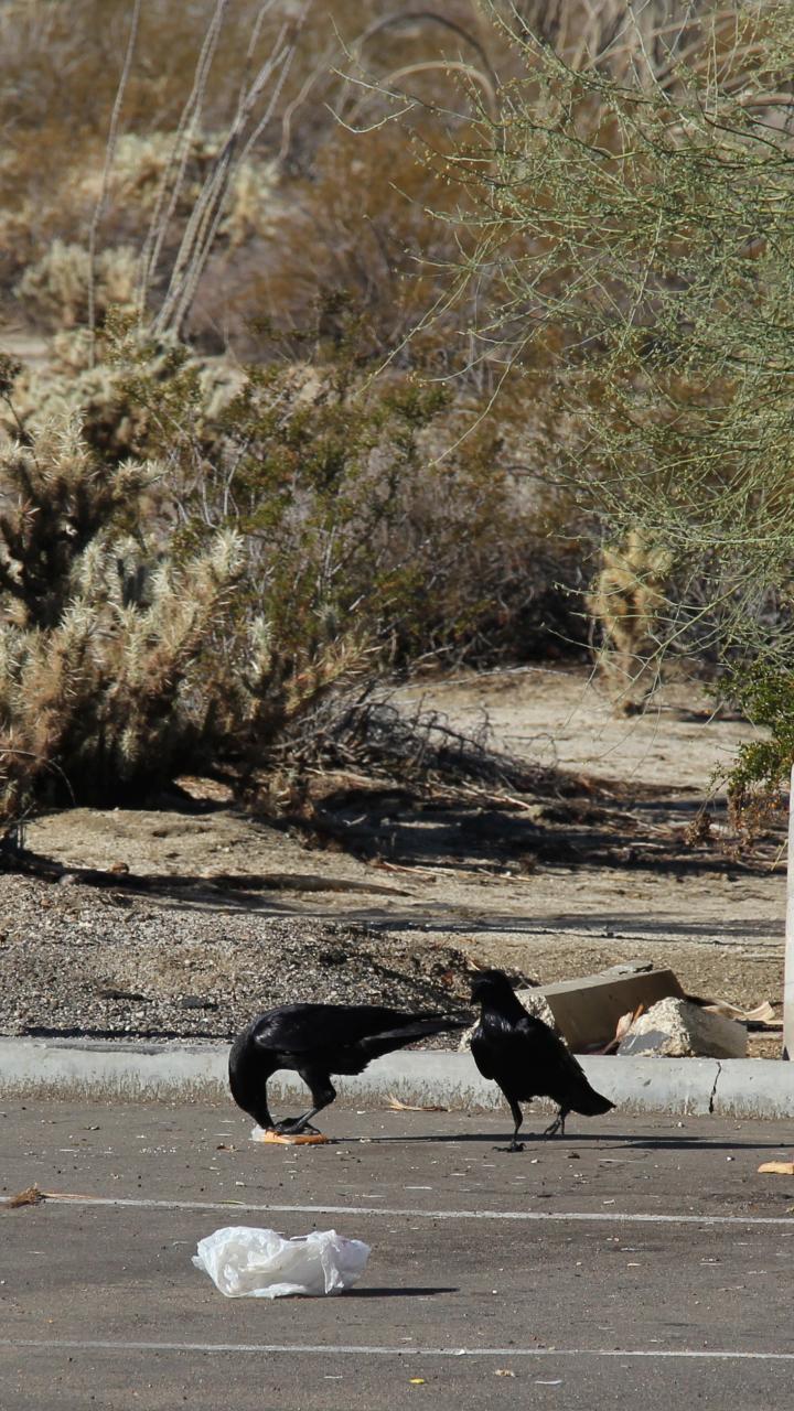 raven dumpster divers