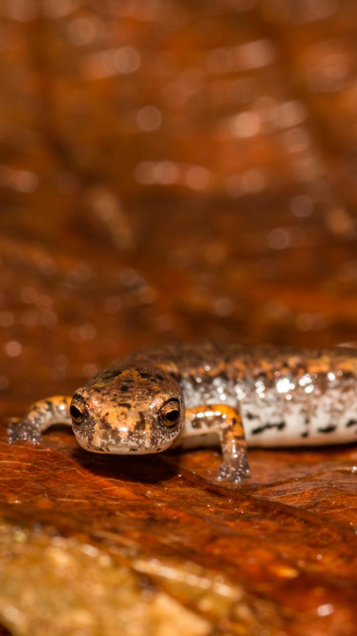 Four-toed Salamander (Hemidactylium scutatum) on leaves