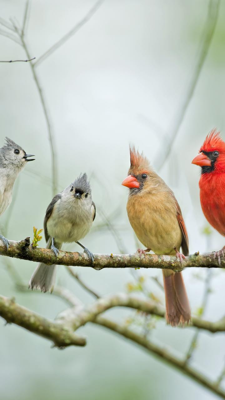 mixed group of songbirds on branch