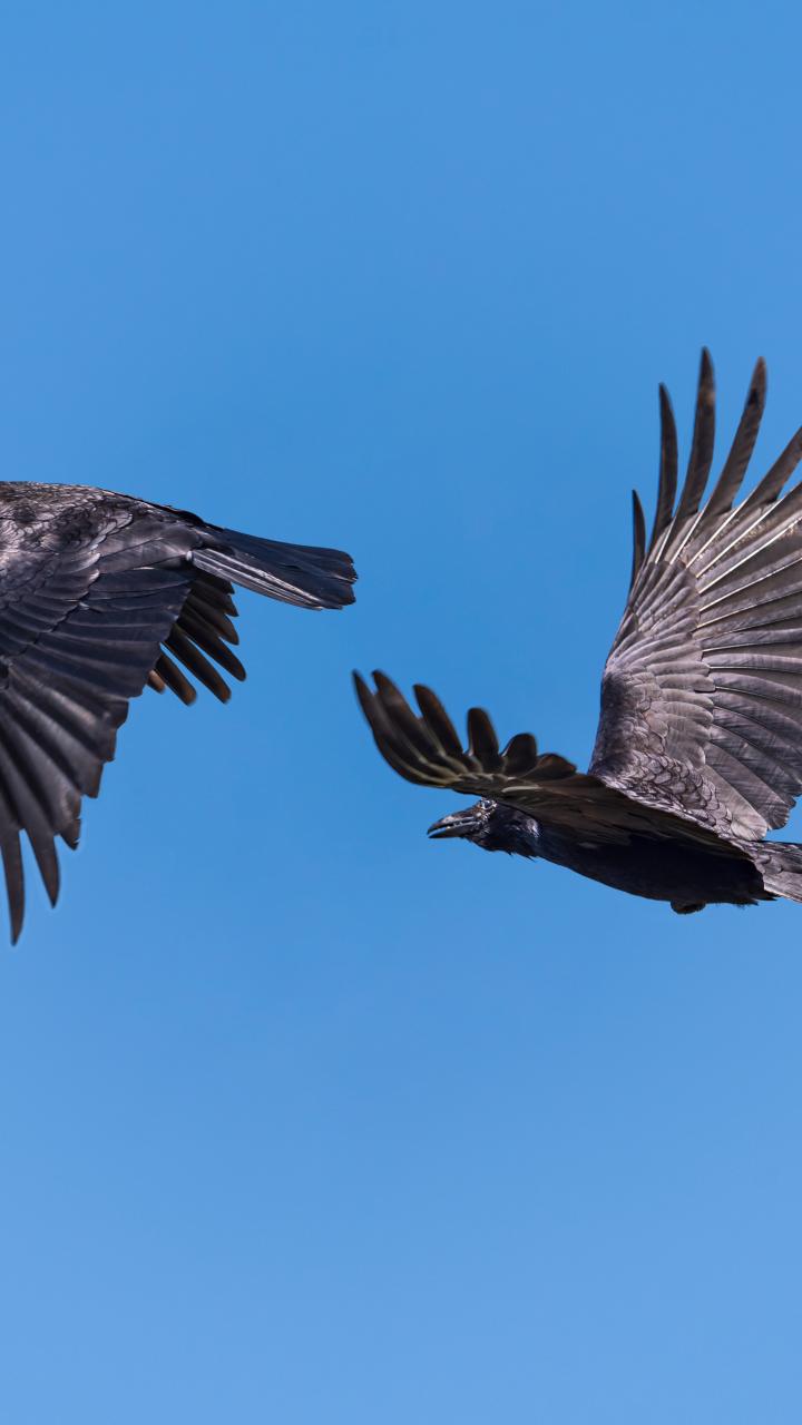 American crows flying across the sky