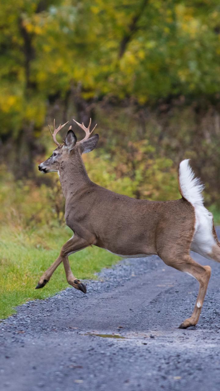 White-tailed Deer (Odocoileus virginianus), bucks on the move