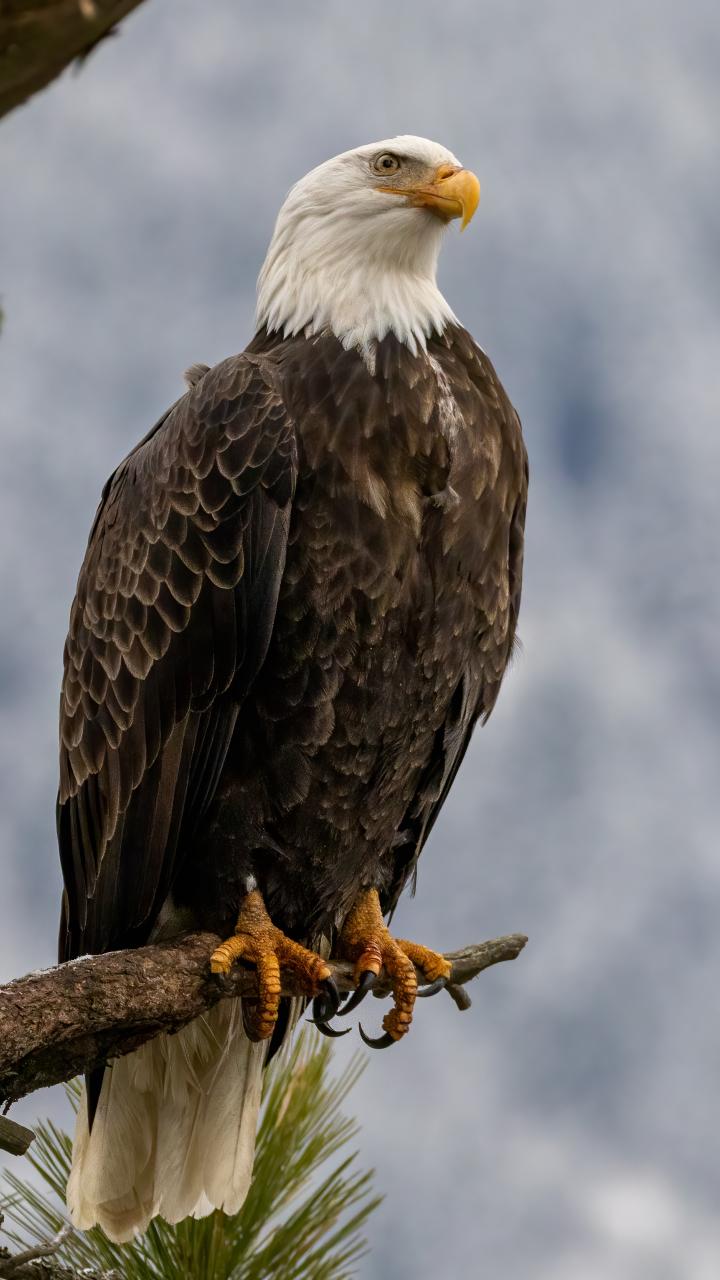 Bald eagle in a tree