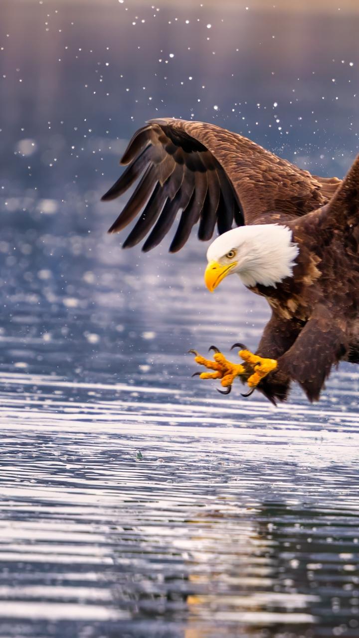 bald eagle reaching for fish in water