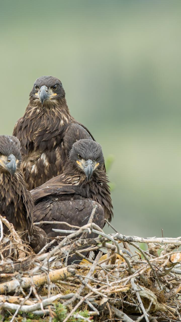 Juvenile bald eagles in nest