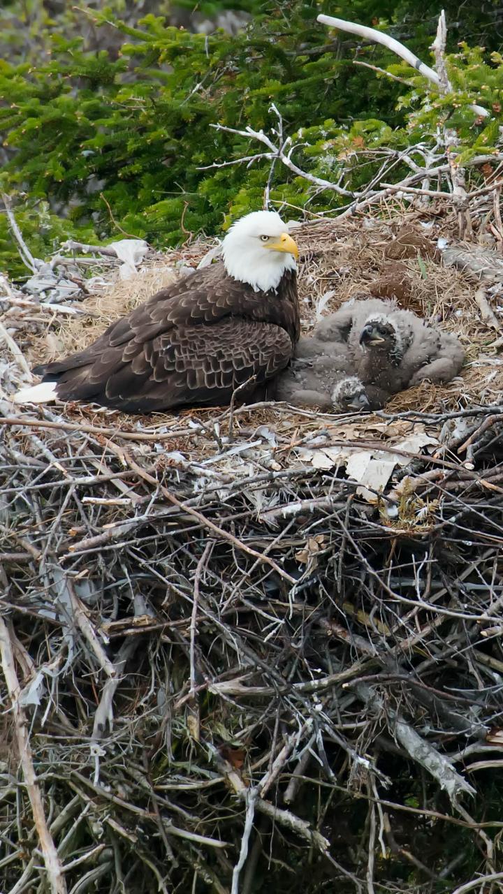 Bald eagle and eaglets in nest
