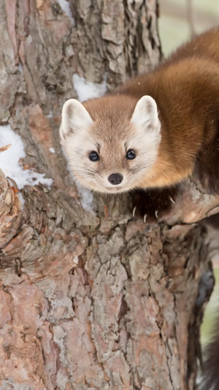pine marten in tree