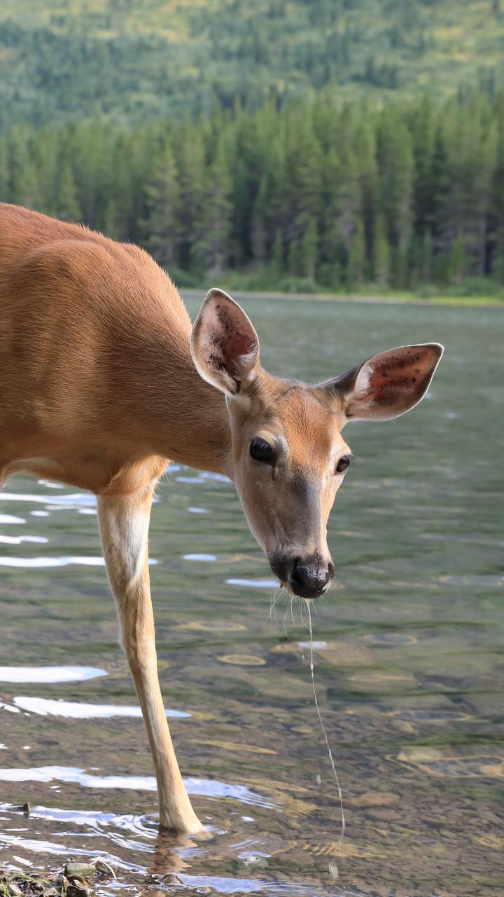 white-tailed deer near lake