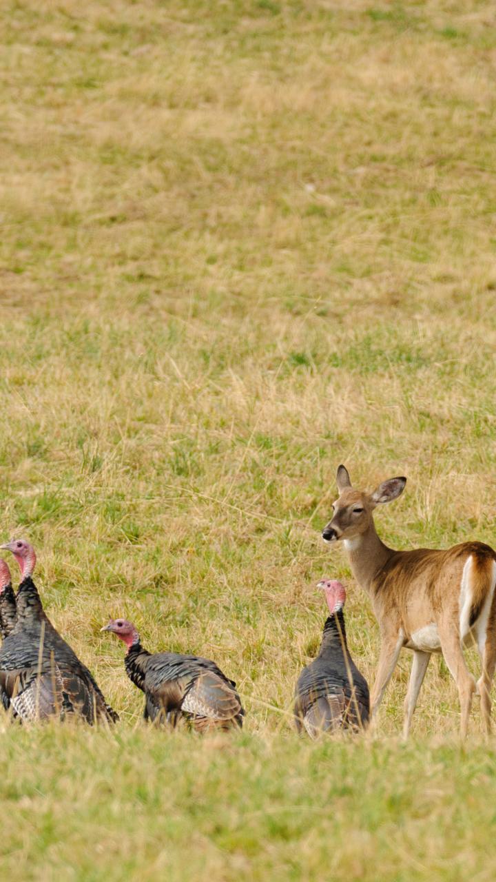 turkeys with deer in field