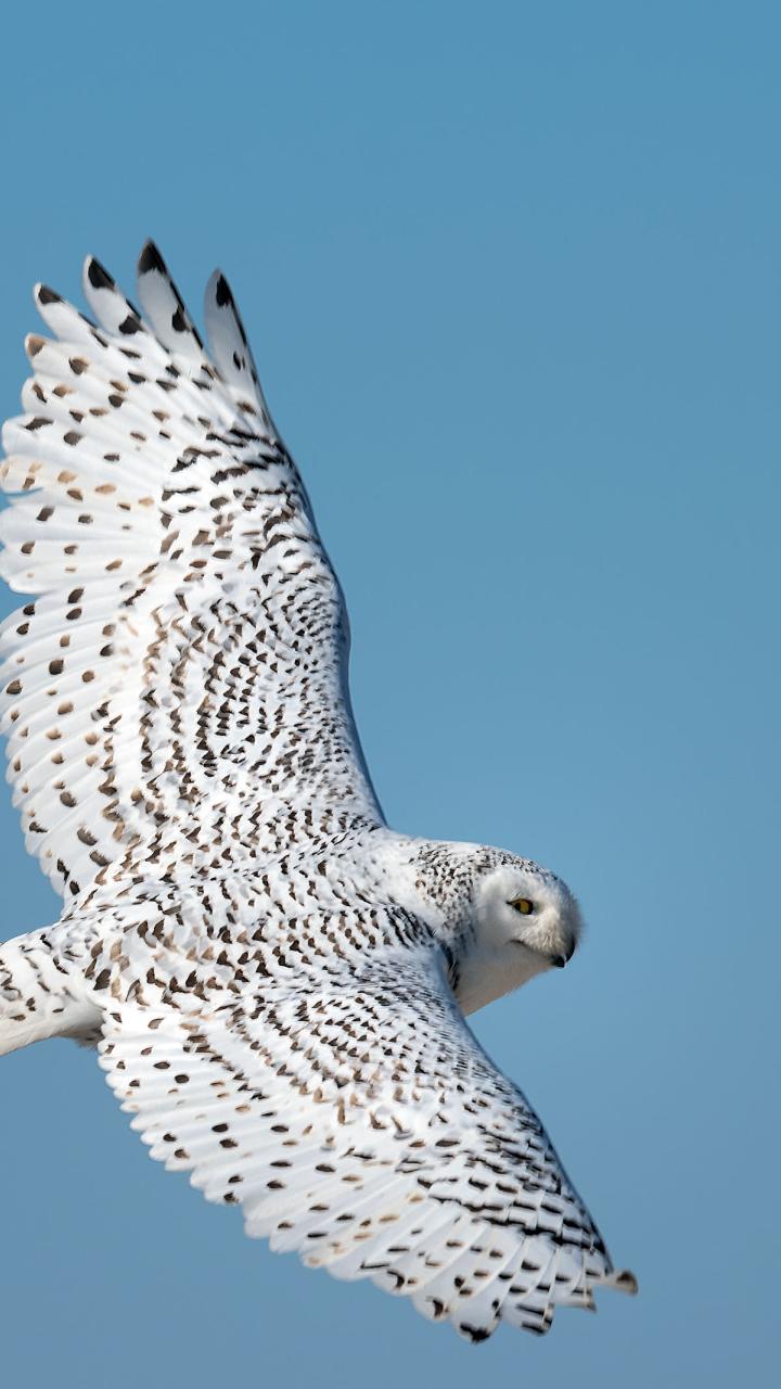 Snowy owl in flight
