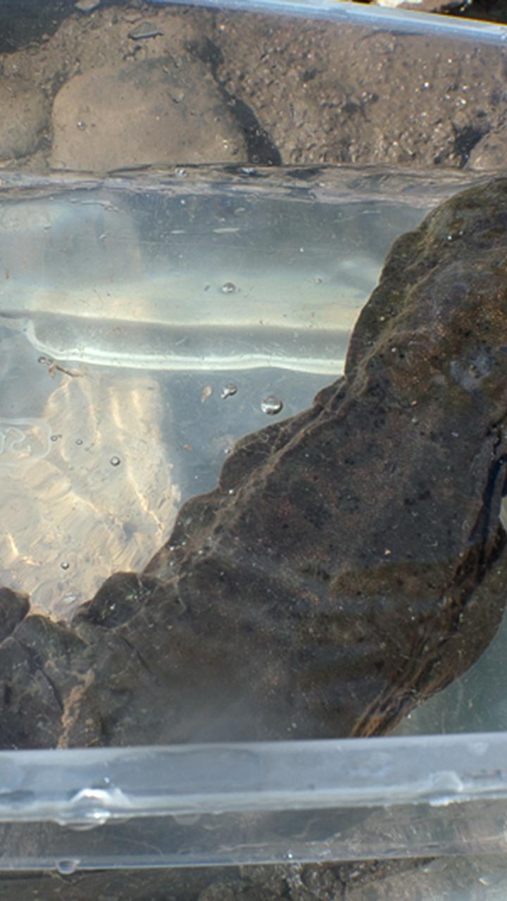 Hellbender in sterile bin for exam