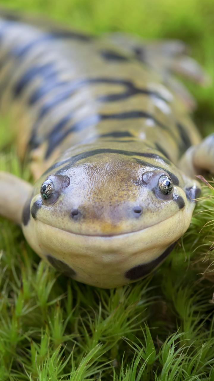 close up of tiger salamander on moss