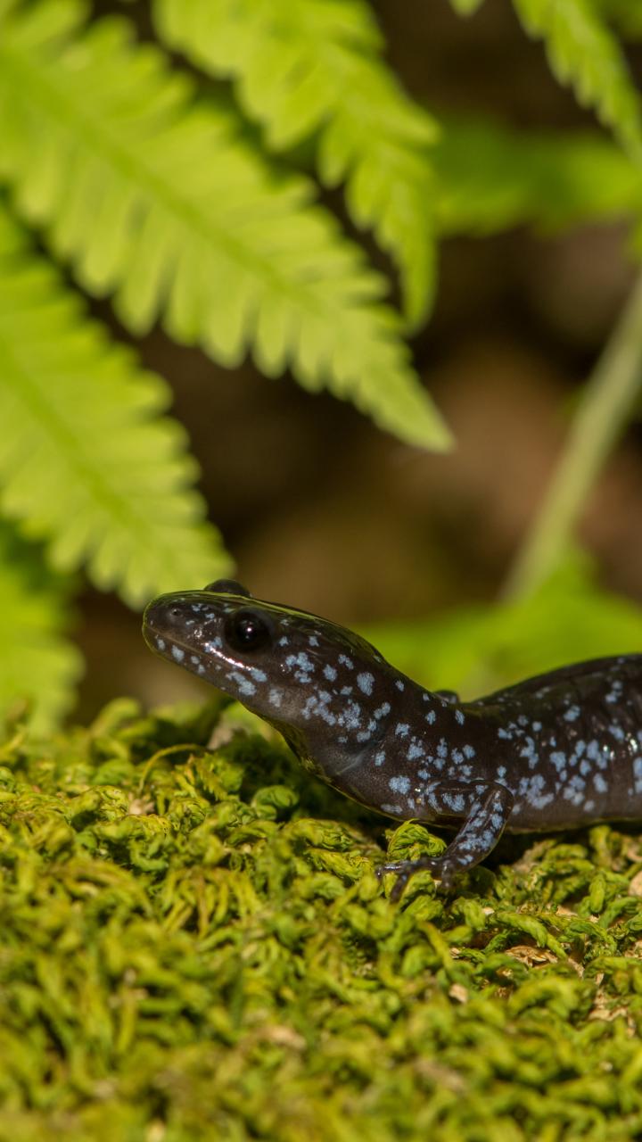 Blue-spotted Salamander on moss