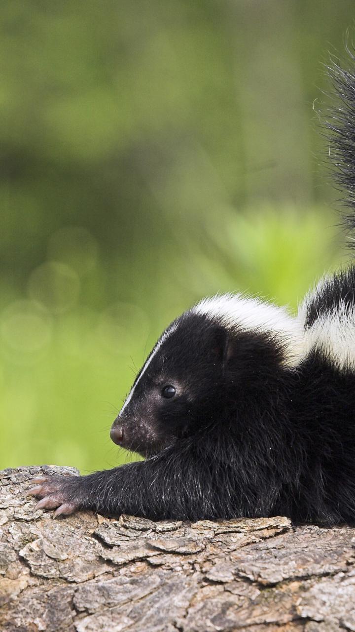 baby skunk on log stretching