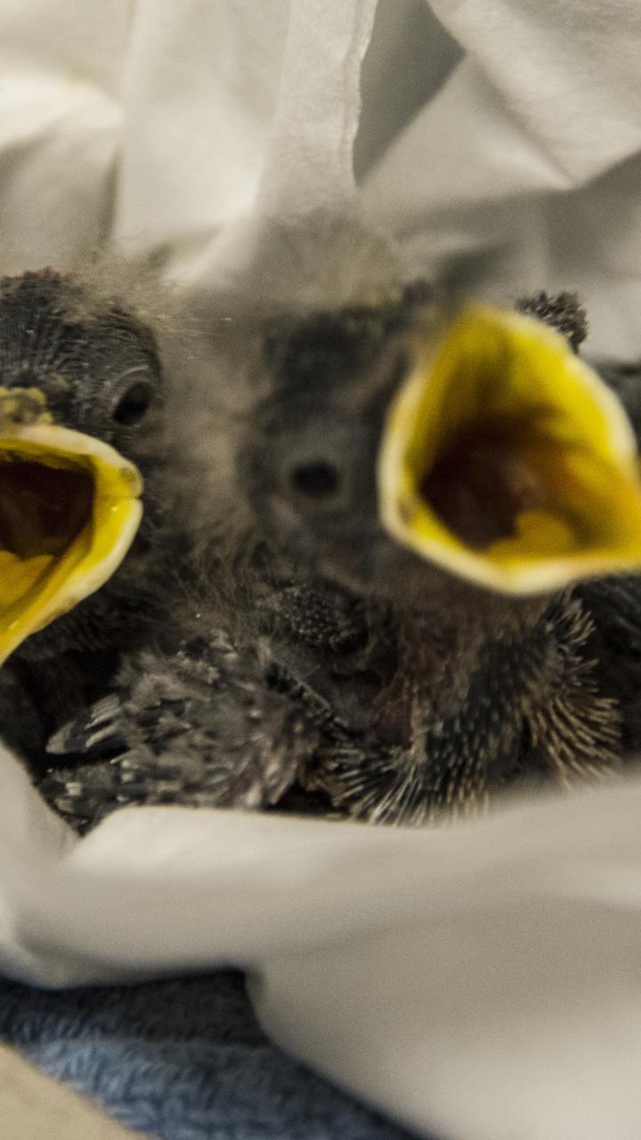 baby birds waiting to be fed
