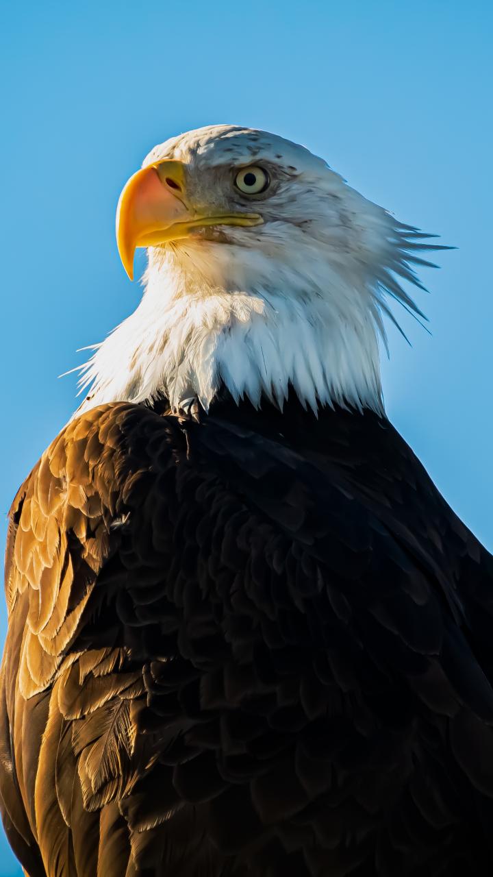 Bald eagle against blue sky background