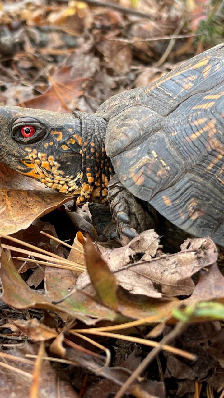 Eastern box turtle on leaves