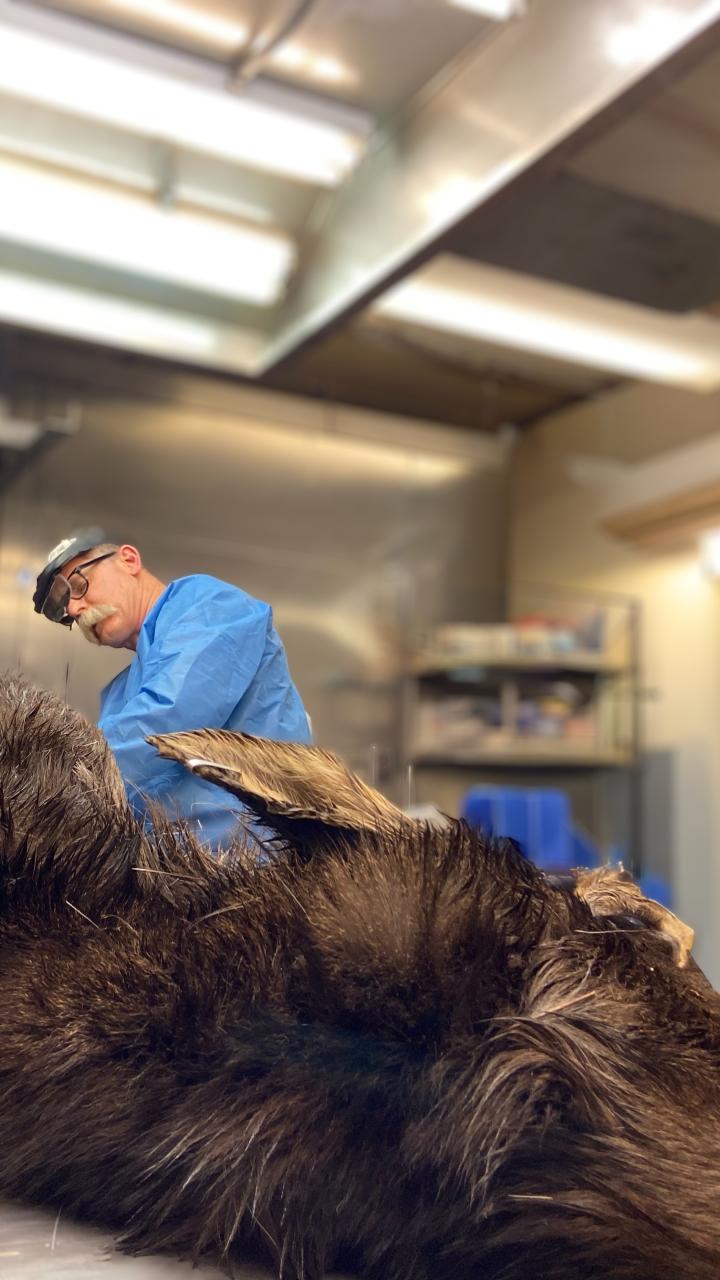 Kevin preparing to necropsy an adult moose