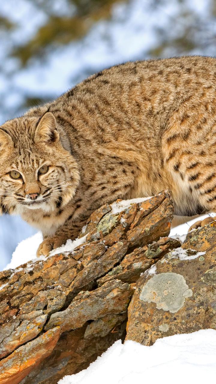 White-tailed deer in field