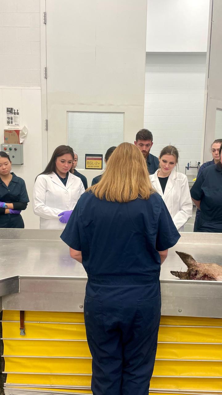 Dr Schuler demonstrating CWD sample collection