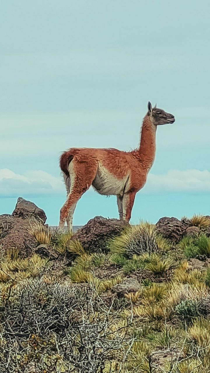 Guanaco standing on landscape