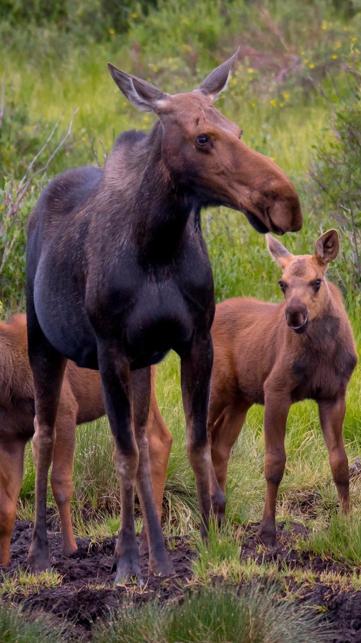 Moose cow with two calves near water