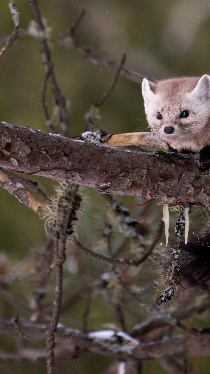 American marten in the Canadian wilderness