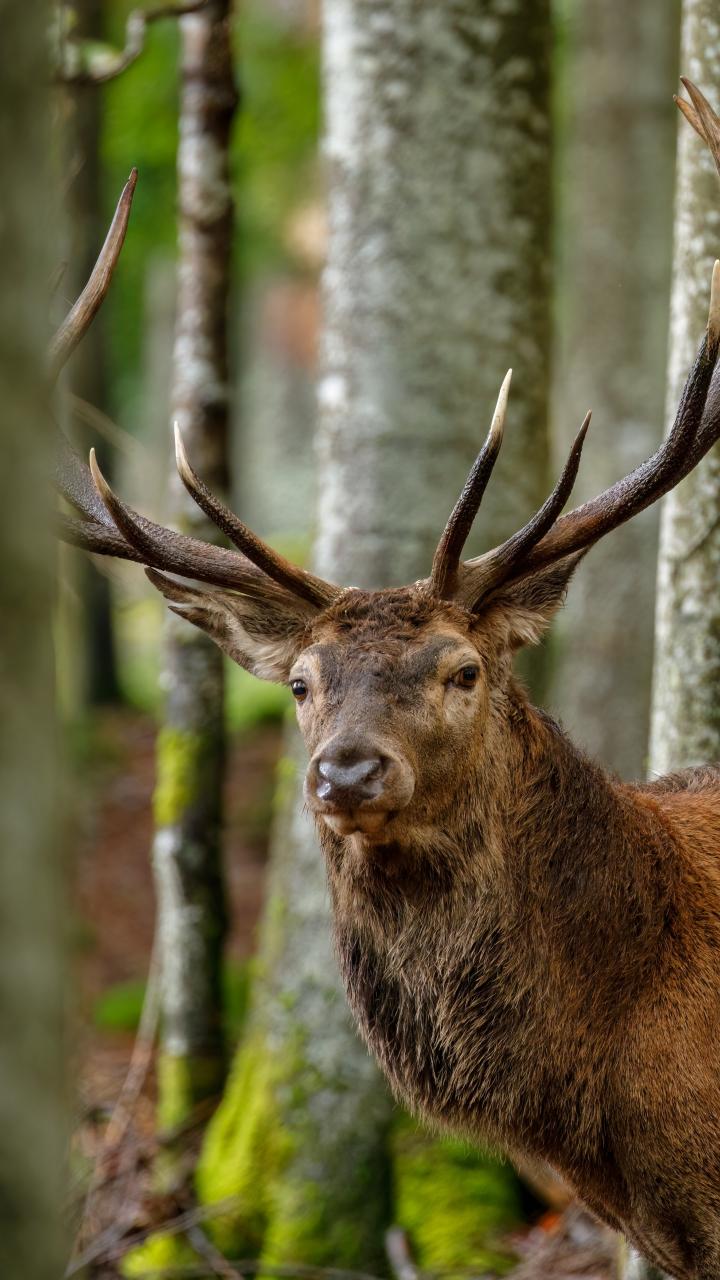 Red deer stag in the forest
