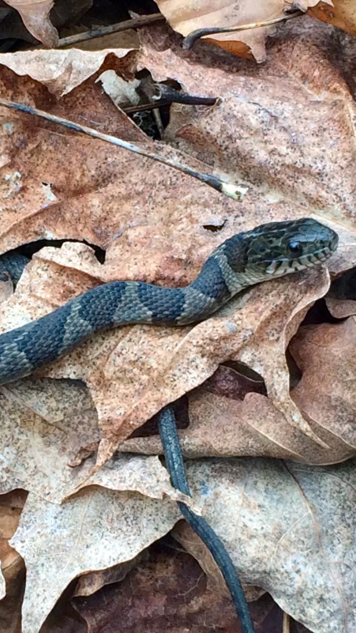 Water snake on leaves