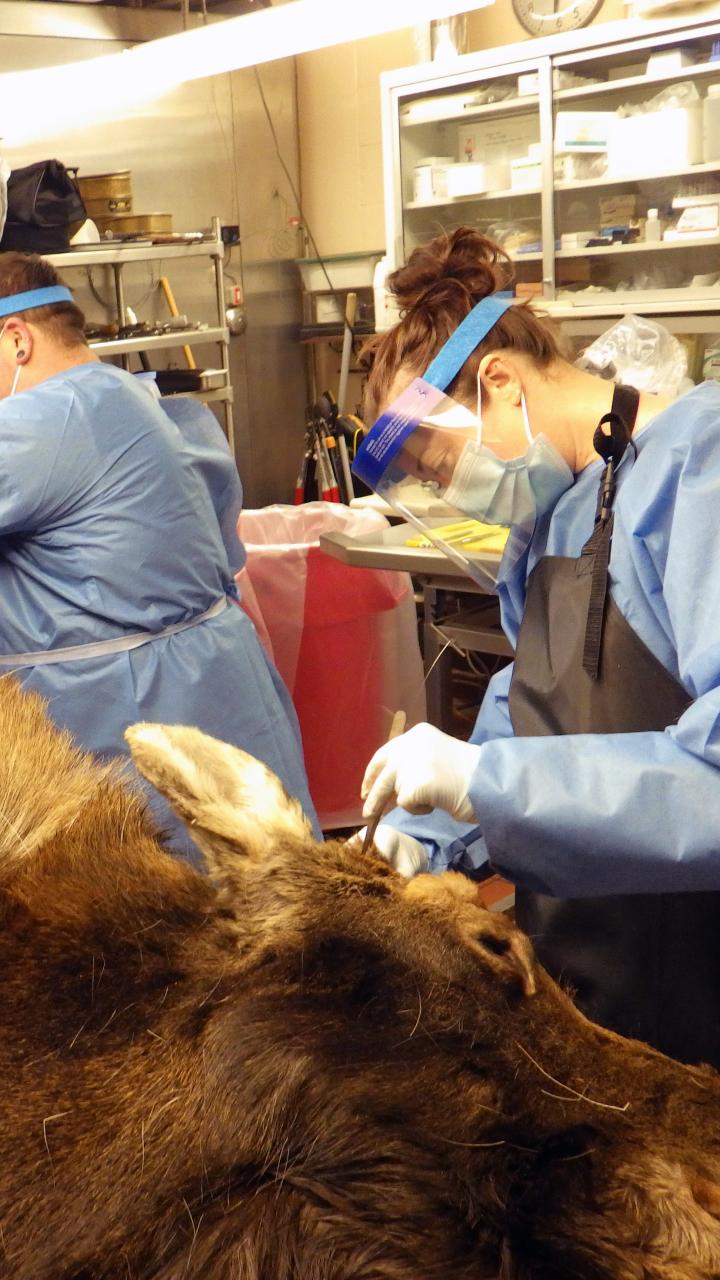 two people examining a dead moose in a medical room