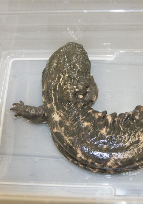 Eastern Hellbender salamander in water in plastic bin