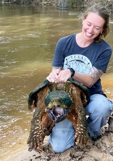 Alligator snapping turtle held by a person with mouth agape