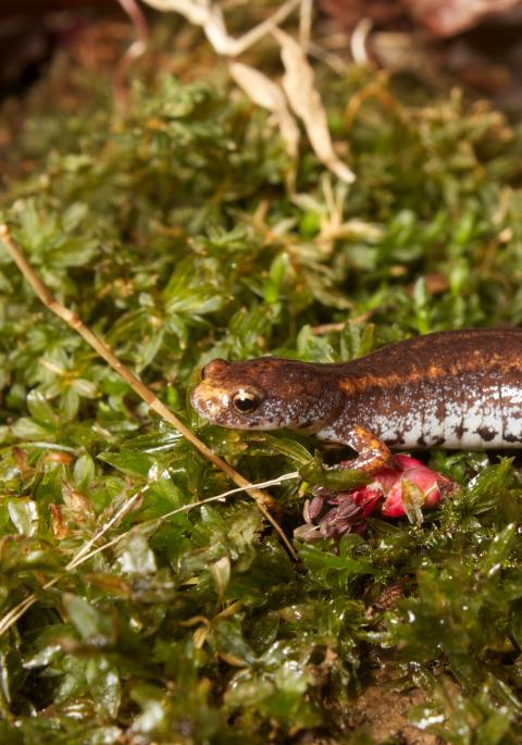 Four-toed salamander (Hemidactylium scutatum) on moss