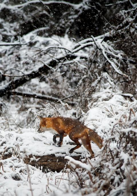 red fox in snowy forest