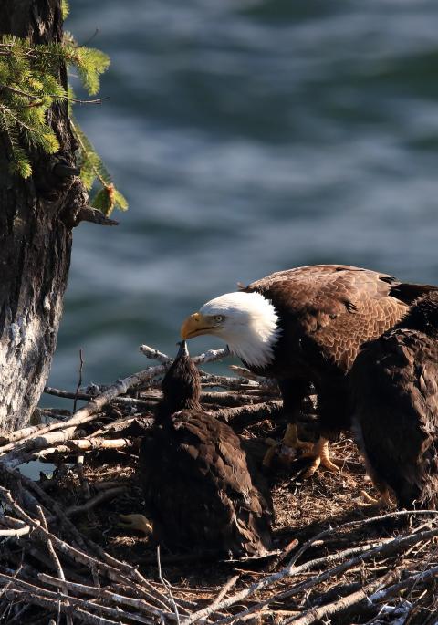 Bald eagle feeding juvenile eagles in the nest