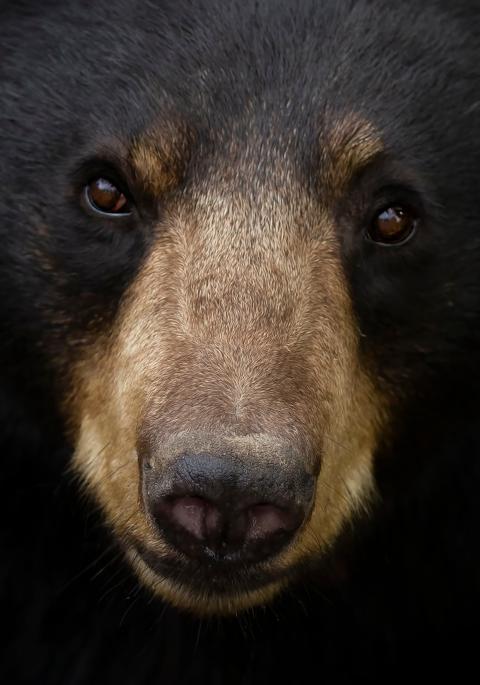 Black bear face
