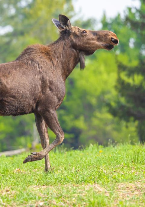 Moose cow with two calves strolling on green grass