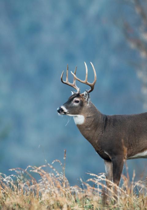 Large white-tailed buck in field