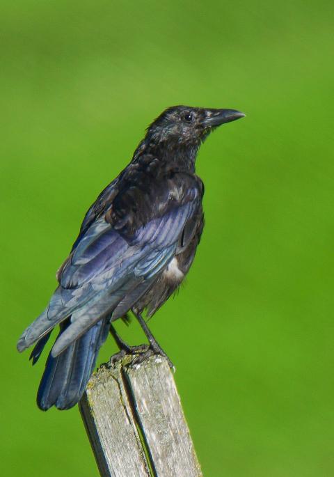 American crow on post with green background