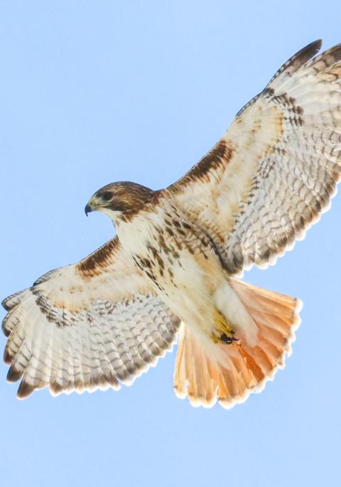 Red-Tailed Hawk in flight