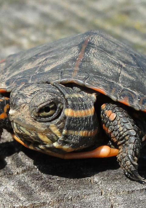 Juvenile Painted turtle