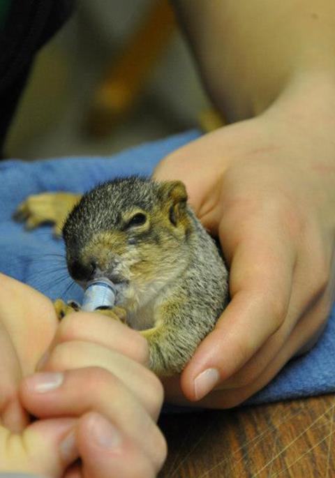 feeding a baby squirrel