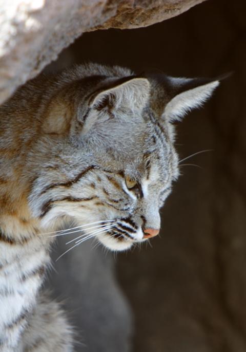 Bobcat (Lynx rufus)