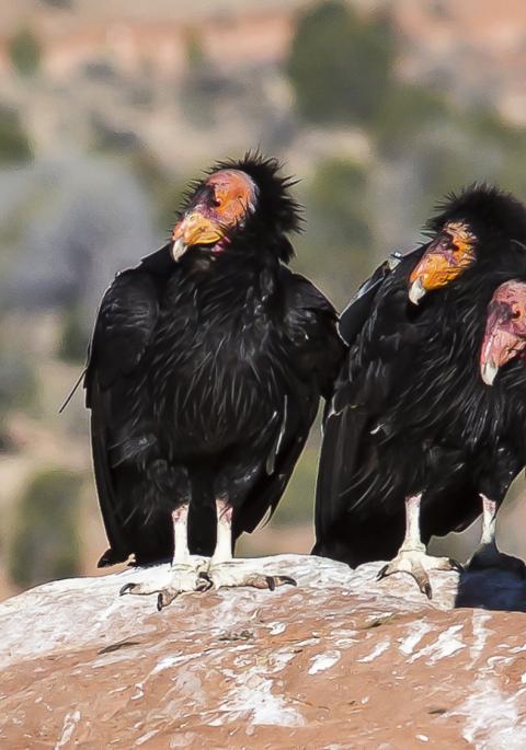 California condors
