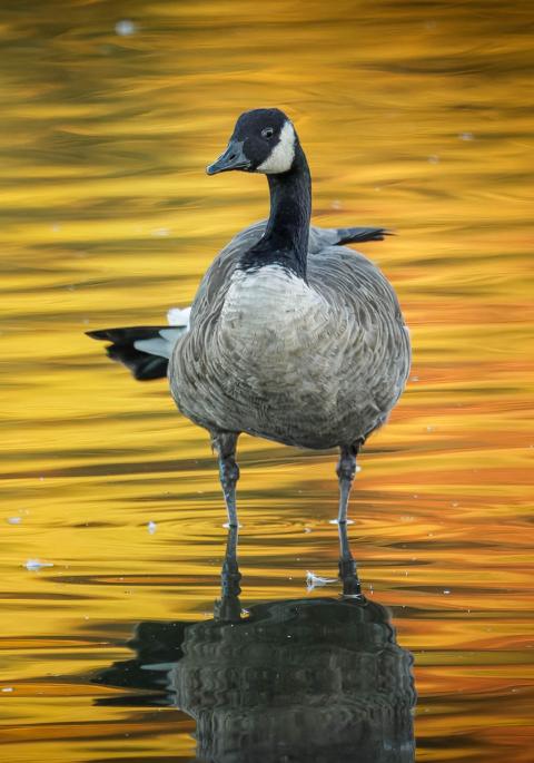 Canada goose standing in water at sunset