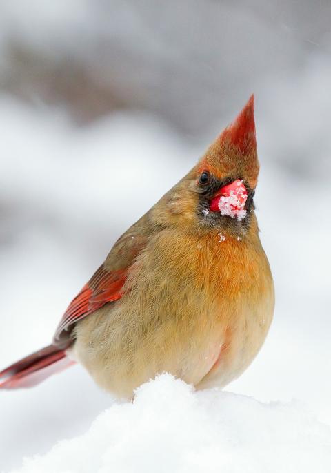 Female cardinal digging for food in the snow.