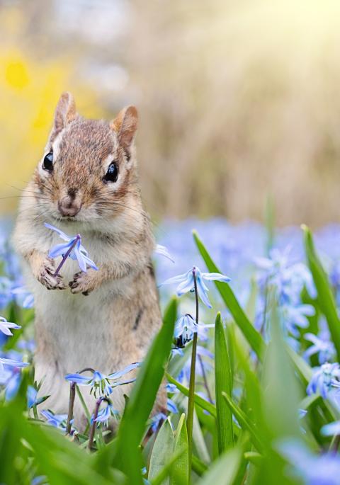 Chimunk in field of flowers