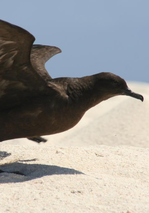 shearwater bird on sand